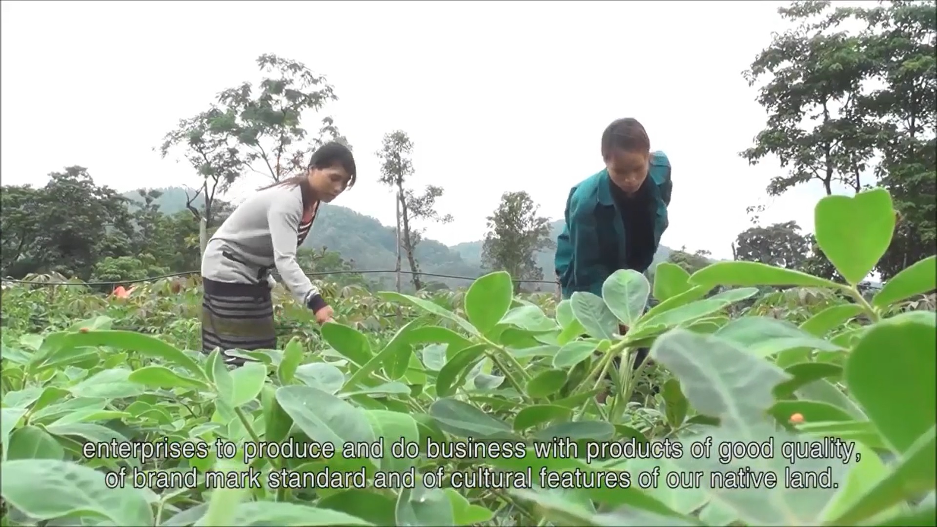 SHIN Cà Phê đồng hành cùng phát triển với bà con Khe Sanh